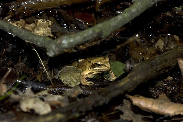 Common brown frog (Rana temporaria) — Stock Photo, Image