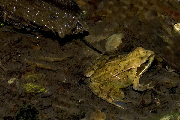 일반적인 갈색 개구리 (rana temporaria) — 스톡 사진