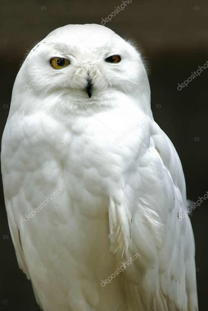 Snowy Owl (Bubo scandiacus, Nyctea scandiaca)