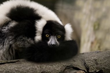 Black-and-white Ruffed Lemur (Varecia variegata) clipart