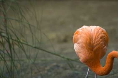 Flamingo (Phoenicopteriformes, Phoenicopteridae), odak kapalı