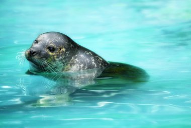 A sea lion (Otarriinae) looking out of the water clipart