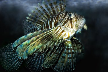 Kırmızı lionfish (Pterois volitans)