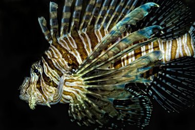 Kırmızı lionfish (Pterois volitans)