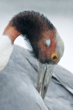 Sarus kendisi temizlik vinç (Grus antigone)