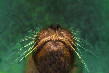 Snout of a sea lion (Otarriinae) looking out of the water clipart