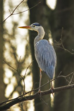 Gri Heron (Ardea cinerea)