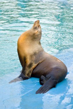 Sea lion (Otarriinae) sunbathing clipart