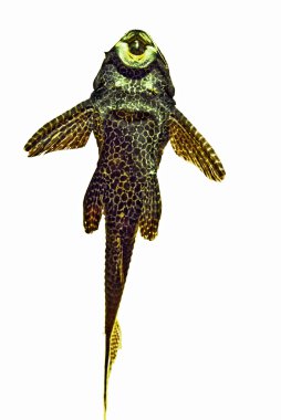 Kes şunu tatlı su catfisch (Pterygoplichthys gibbiceps)