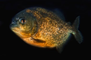 kırmızı karınlı piranha (pygocentrus nattereri)