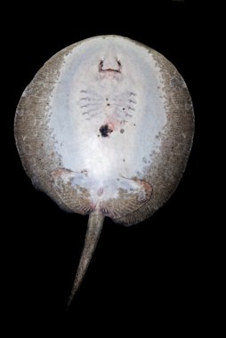 Bottom of a River stingray (potamotrygonidae) clipart