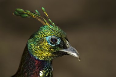 Erkek Himalayan Monal (Lophophorus impejanus)