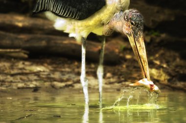 Marabou Stork (Leptoptilos crumeniferus) clipart