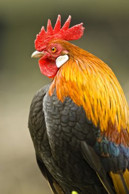 Gurur horoz (gallus portresi)