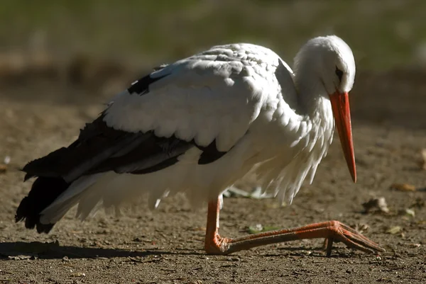 stock image White stork (Ciconia ciconia) sitting