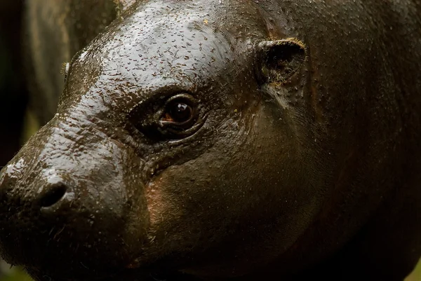 Hipopótamo-pigmeu (Choeropsis liberiensis  ) — Fotografia de Stock