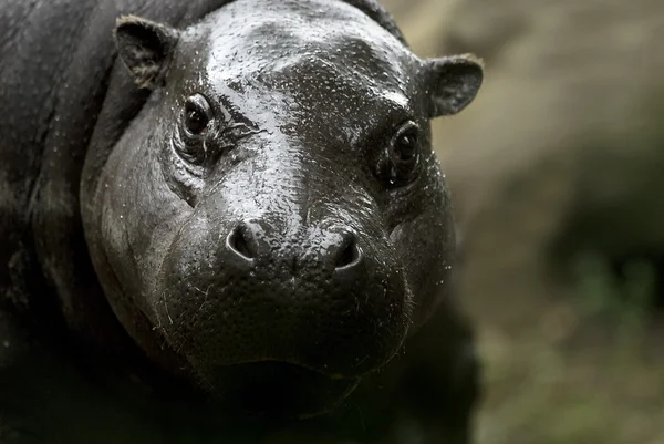 Hipopótamo pigmeo (Choeropsis liberiensis  ) — Foto de Stock