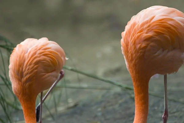 Flamingo (Phoenicopteriformes, Phoenicopteridae), fuera de foco — Foto de Stock