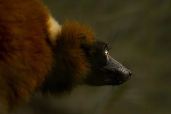 Röd ruffad lemur (Varecia rubra)) — Stockfoto