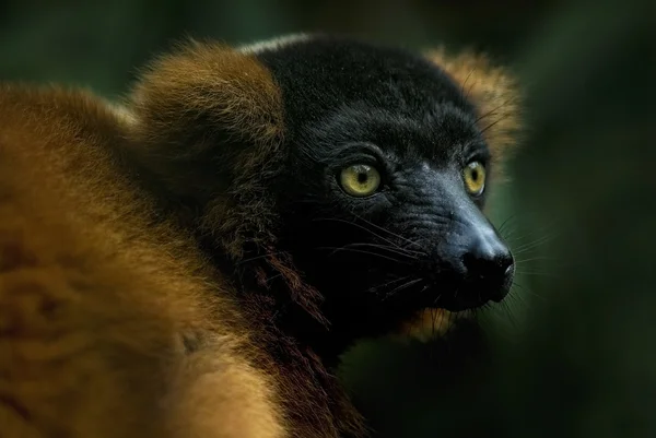 Lemur Ruffed vermelho (Varecia rubra) — Fotografia de Stock