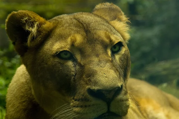 Leão fêmea (panthera leo ) — Fotografia de Stock