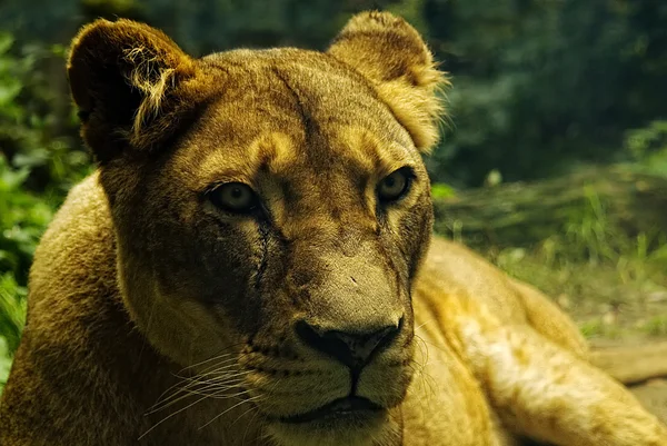 Женщина-лев (Panthera leo) лежит — стоковое фото