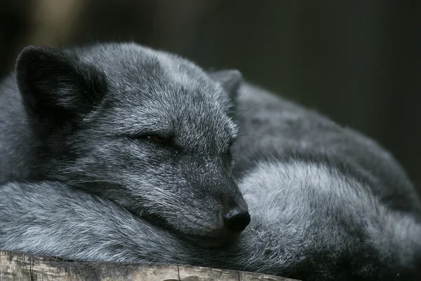 Mladých fox polární (Alopex lagopus) spaní — Stock fotografie