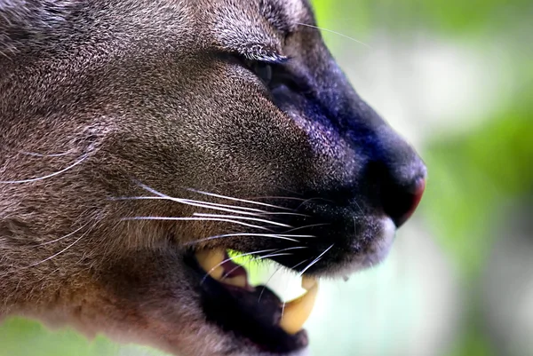 Puma (Puma concolor) — Stok fotoğraf