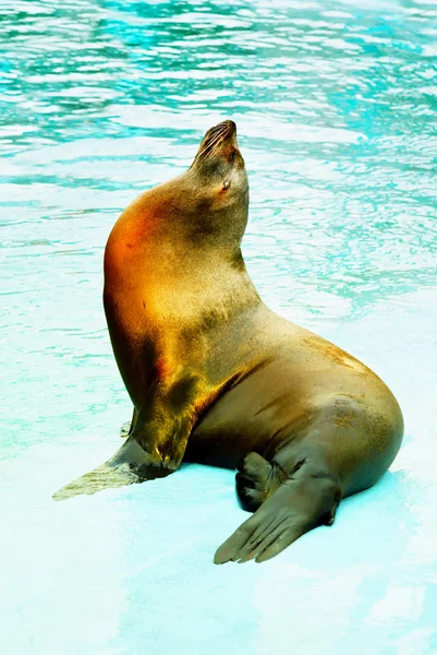海狮 (Otarriinae) 日光浴 — 图库照片