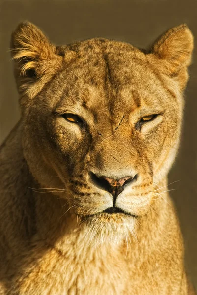 Vrouwelijke Leeuw (panthera leo) — Stockfoto