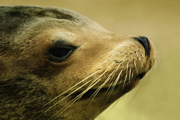Hotel Sea lion (Otarriinae) slunění a relaxaci — Stock fotografie