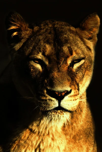 Leão fêmea (panthera leo — Fotografia de Stock