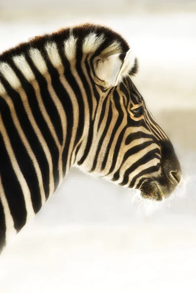 Plains zebra (Equus quagga) portrait — Stock Photo, Image