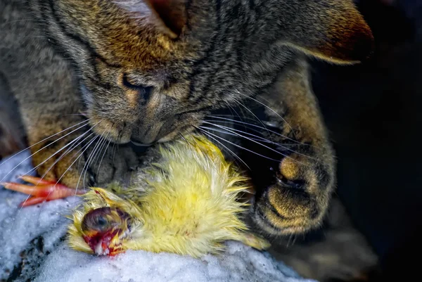 유럽 들고양이 (Felis silvestris) 가 먹이를 가지고 노는 모습 — 스톡 사진
