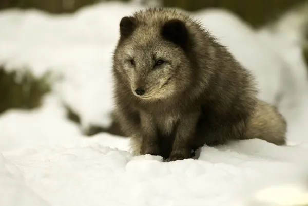 Raposa ártica (Alopex lagopus ) — Fotografia de Stock