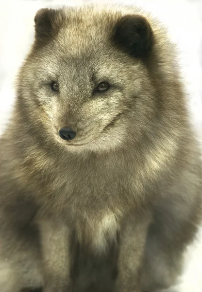 Raposa ártica (Alopex lagopus ) — Fotografia de Stock