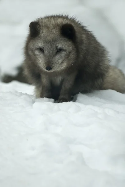 北极狐 (蓝狐) — 图库照片