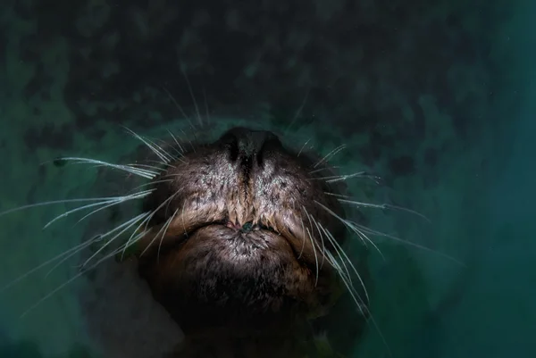 Focinho de um leão-marinho (Otarriinae) olhando para fora da água — Fotografia de Stock