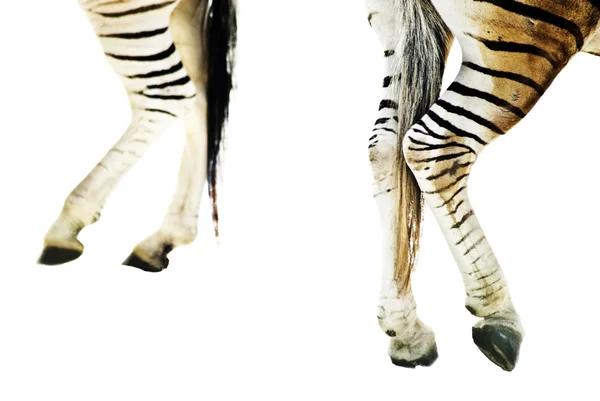 Legs of two Plains zebras (Equus quagga) — Stock Photo, Image