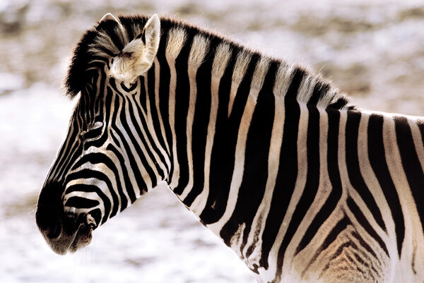 Plains zebra (Equus quagga) portrait
