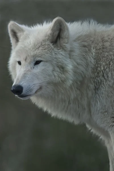 Retrato de lobo-ártico (Canis lupus arctos) — Fotografia de Stock