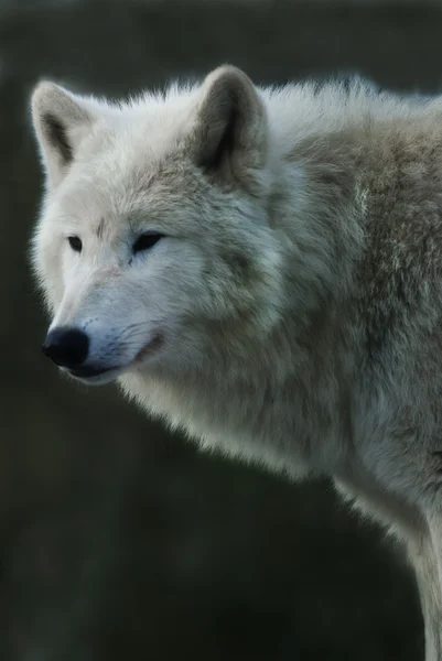 Arcitc wolf (Canis lupus arctos) 肖像 — 图库照片