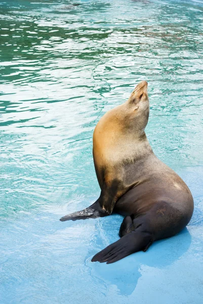 Hotel Sea lion (Otarriinae) slunění — Stock fotografie