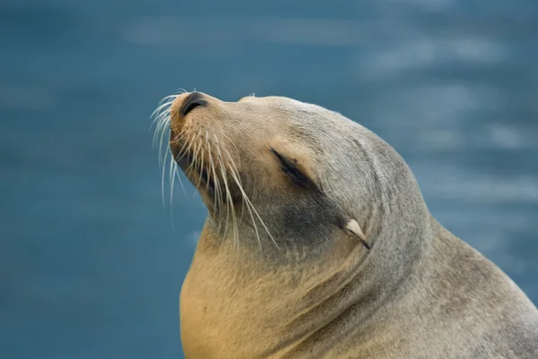 Sea lion (Otarriinae) relaxes — Stock Photo, Image