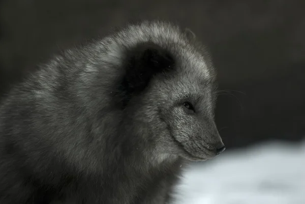 Αρκτική αλεπού (Alopex lagopus) — Φωτογραφία Αρχείου