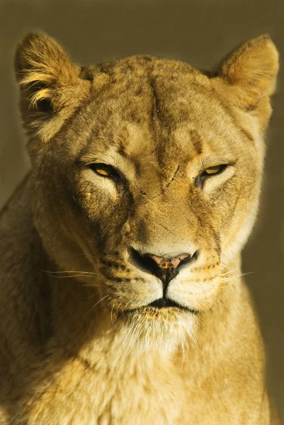 Leão fêmea (panthera leo ) — Fotografia de Stock