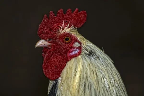 รูปภาพของไก่ขาว (แกลลัส ) — ภาพถ่ายสต็อก