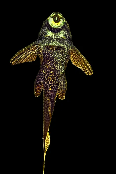 민물 catfisch (Pterygoplichthys gibbiceps) — 스톡 사진