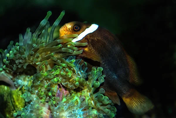 Pesce pagliaccio (Amphiprion ocellaris ) — Foto Stock