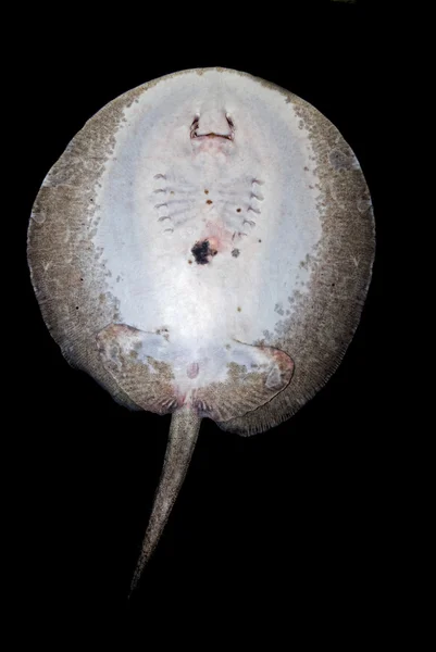 Bottom of a River stingray (potamotrygonidae) — Stock Photo, Image